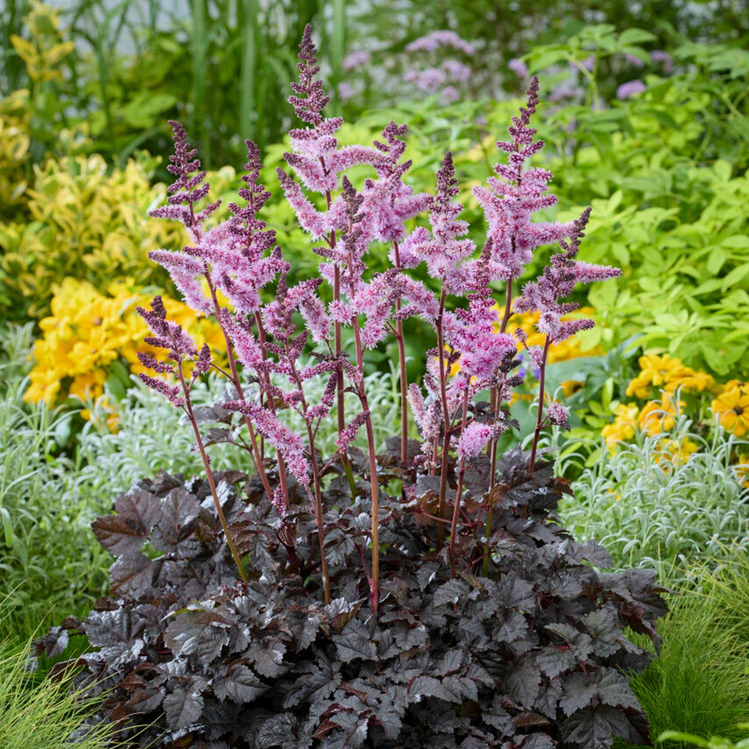 Astilbe 'Dark Side of the Moon'